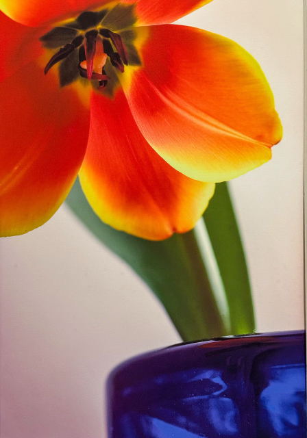 Still Life Blue Vasse